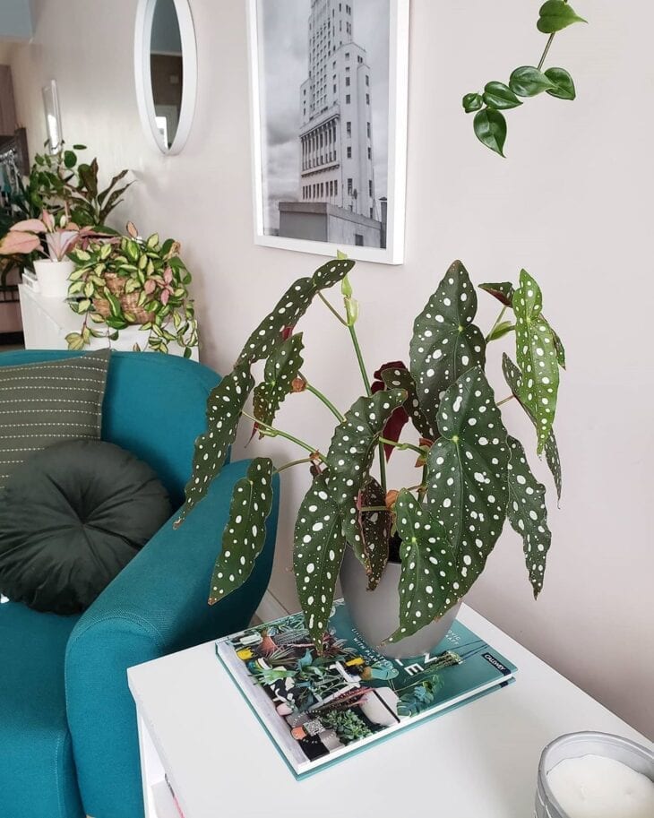 plantas pendentes para sala