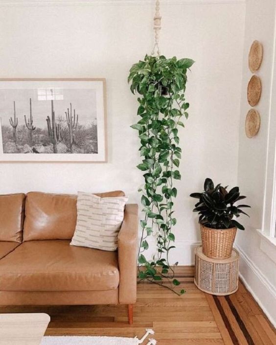 plantas que purificam o ar na sala