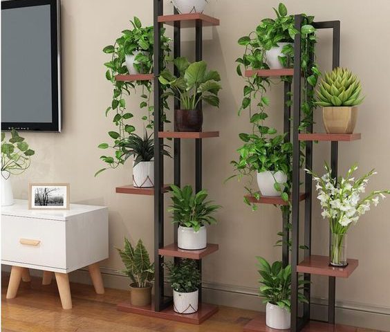 plantas grandes para sala
