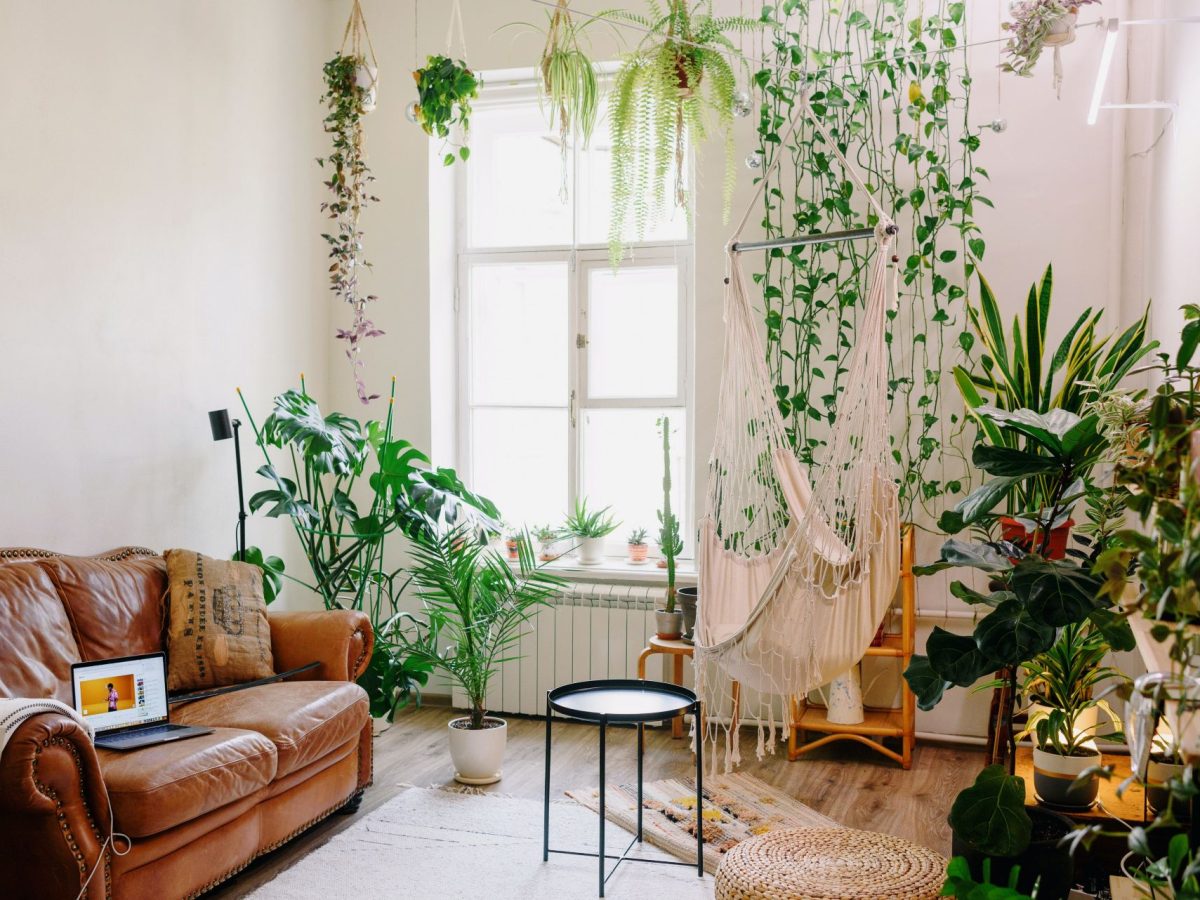 plantas fáceis de cuidar para sala
