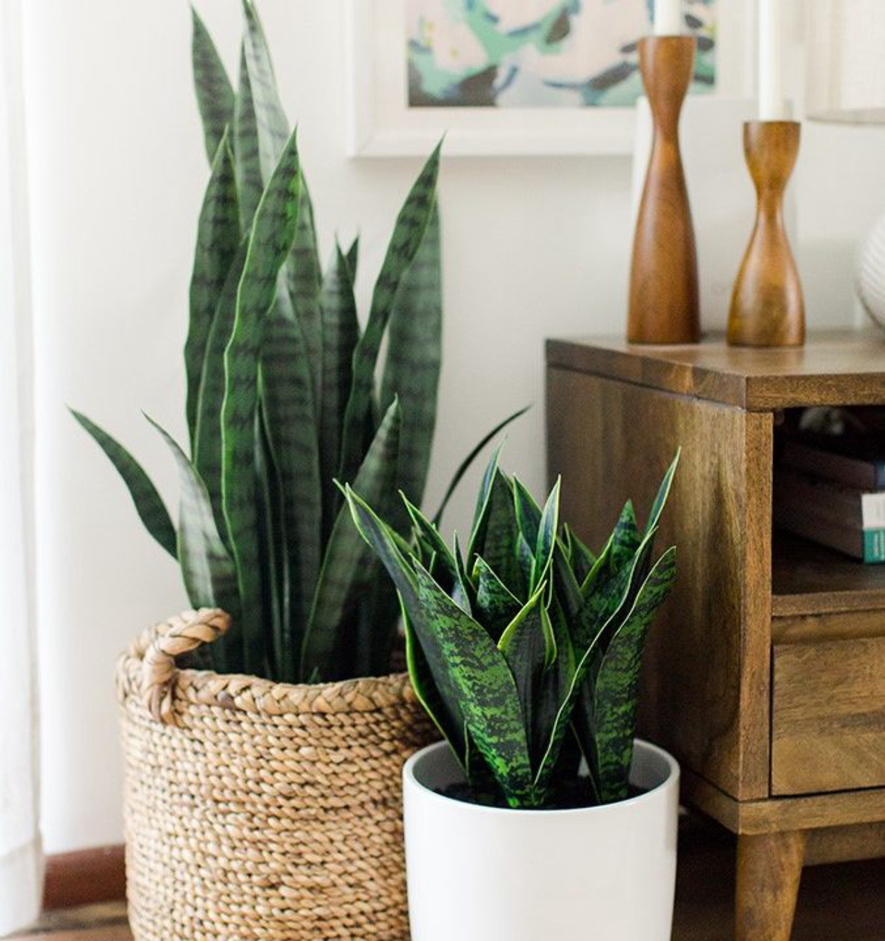 plantas com flores para sala