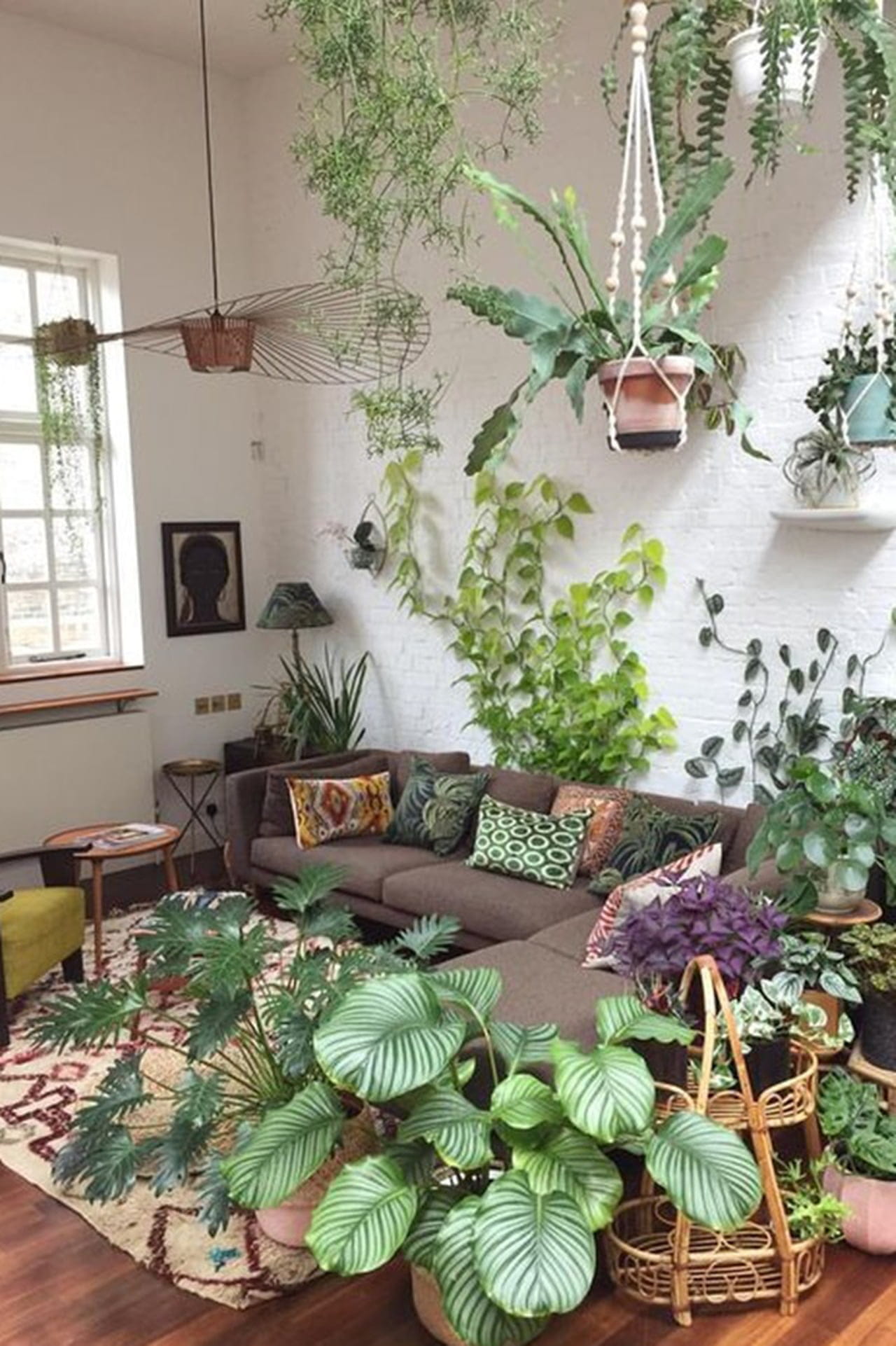 plantas para sala escura