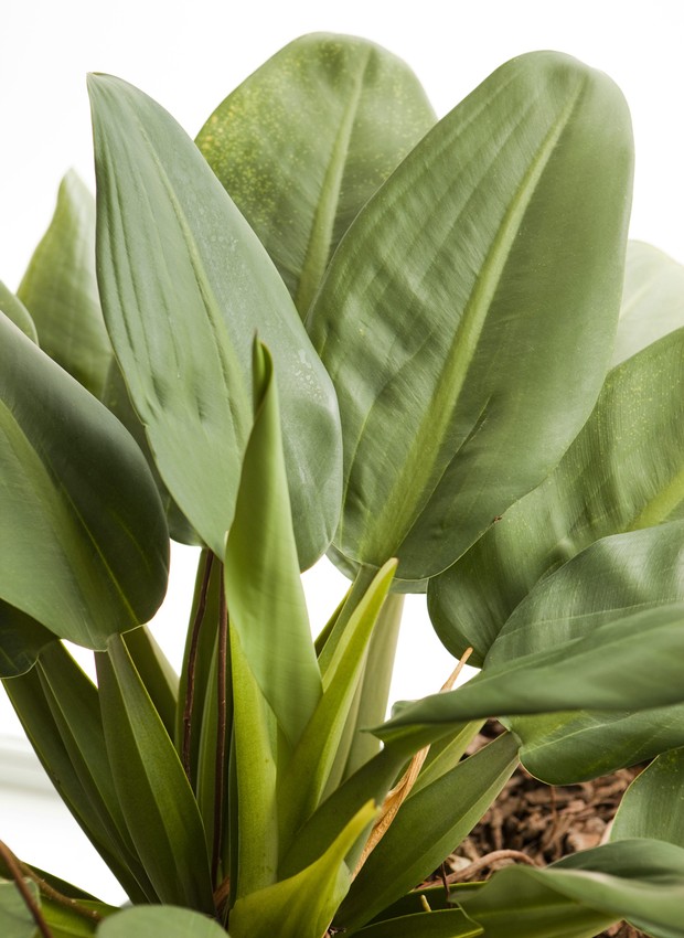 plantas para varanda coberta