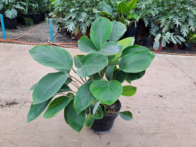 plantas para áreas sob árvores