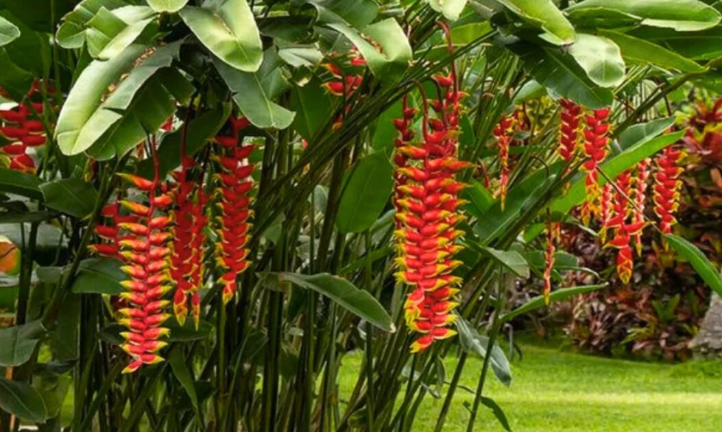 árvores amazônicas