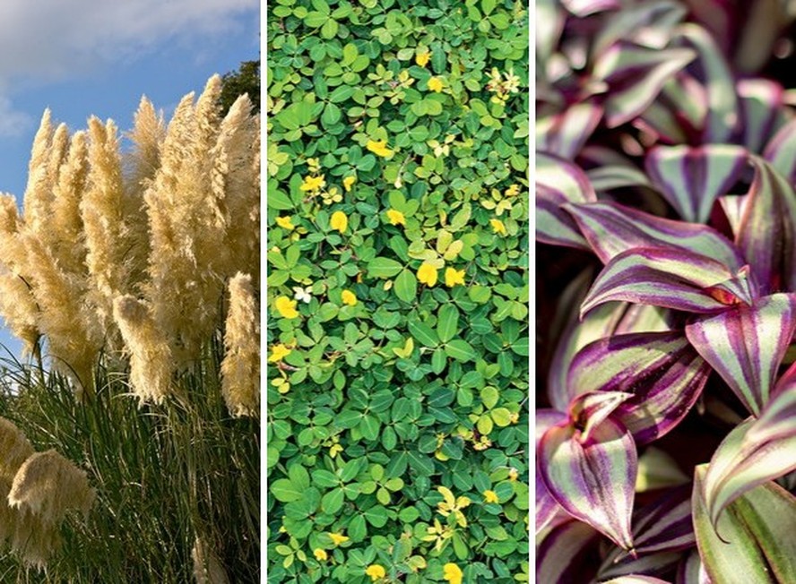 plantas nativas do brasil