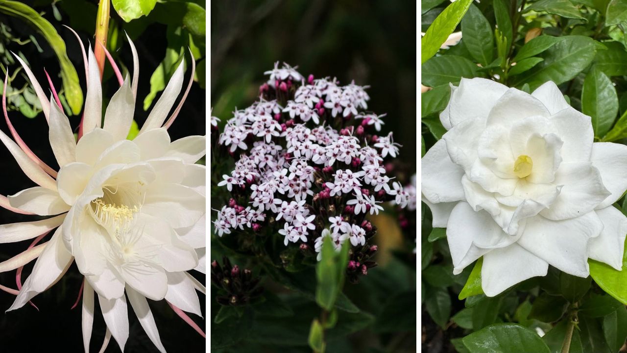 melhores plantas noturnas para jardim