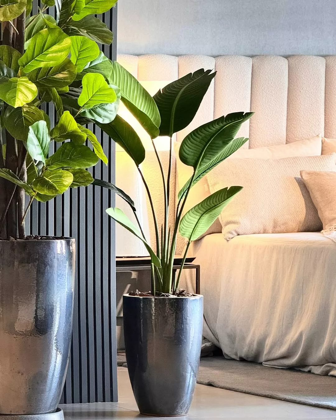 erros comuns ao cuidar de plantas em apartamento