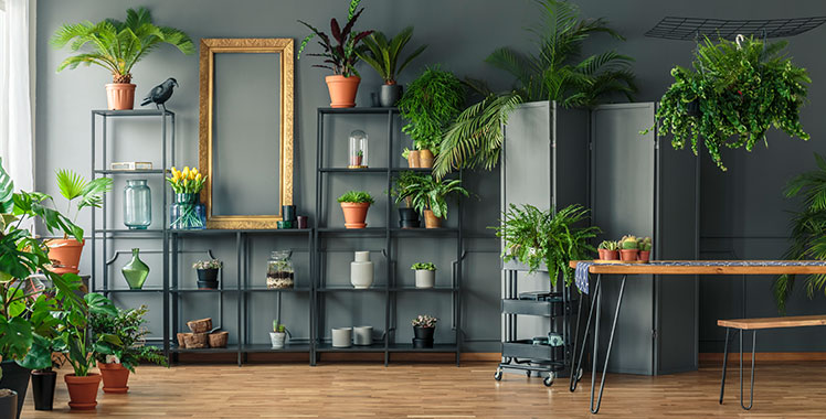 plantas para ambiente interno