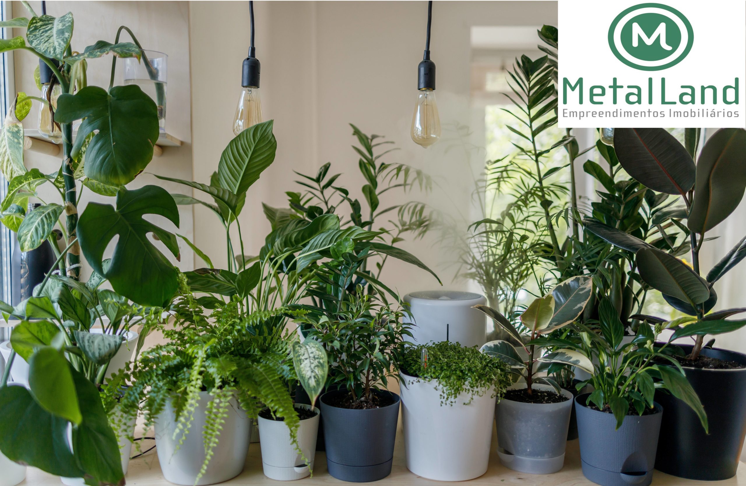 quanto custa ter plantas em casa