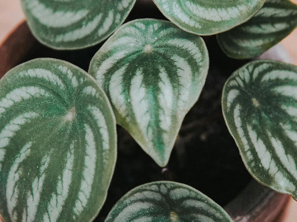 melhores plantas para sala com pouca luz