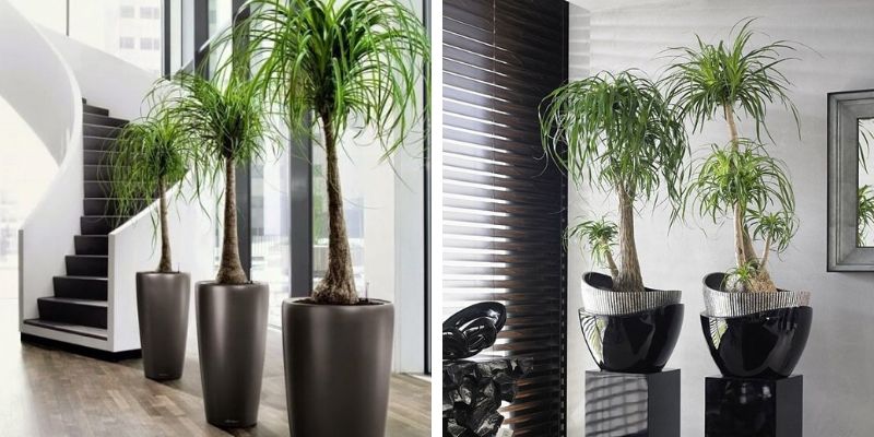 quanto custa ter plantas em casa