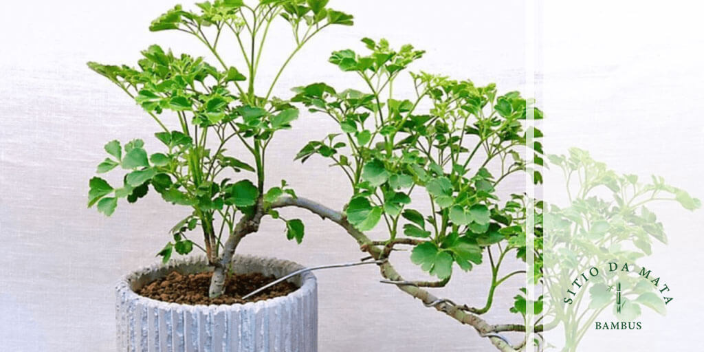 plantas para quarto pequeno com pouca claridade