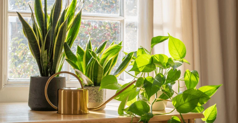 zamioculca vs espada de sao jorge para ambientes internos