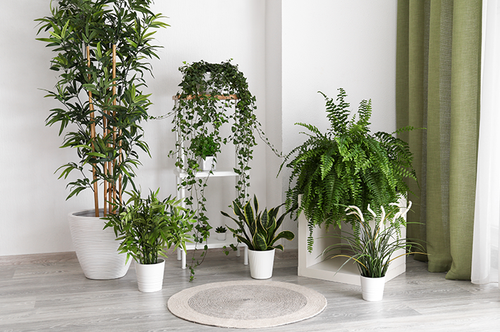 plantas para ambientes internos