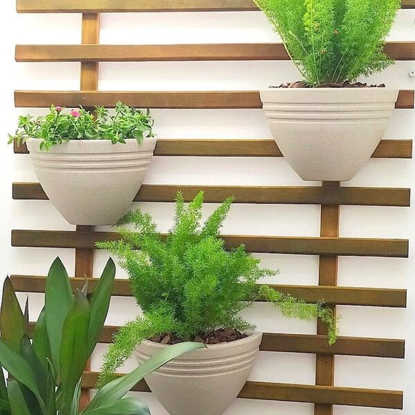 erros comuns ao cuidar de zamioculca