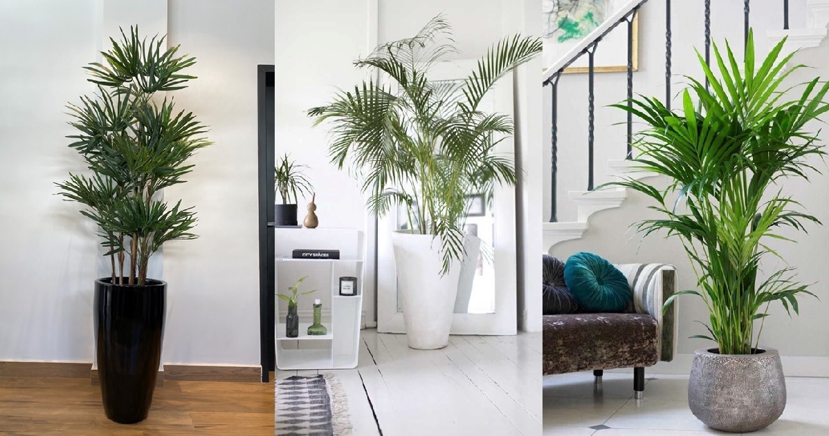 plantas para apartamento com pouco espaço