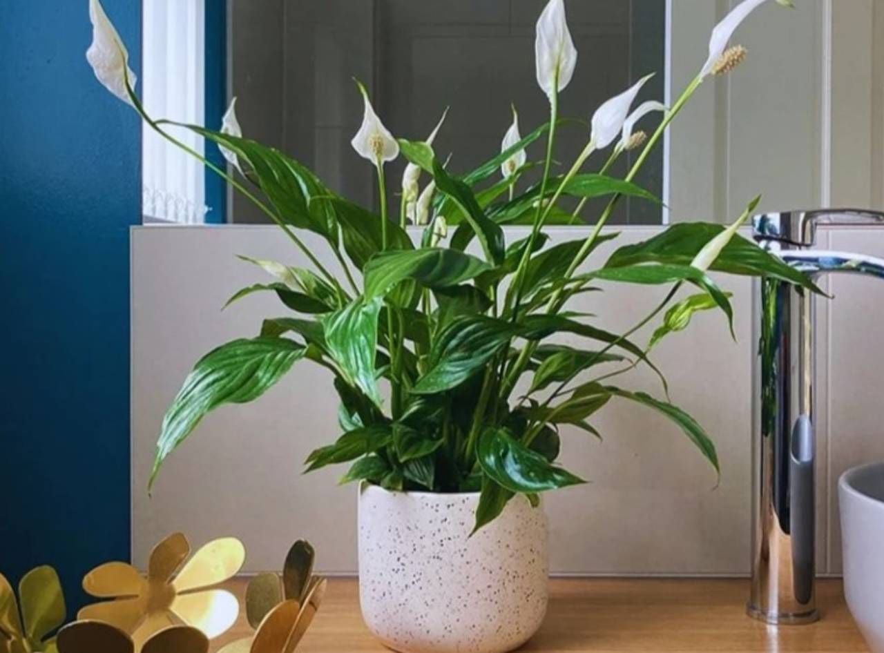 plantas para apartamento pet friendly