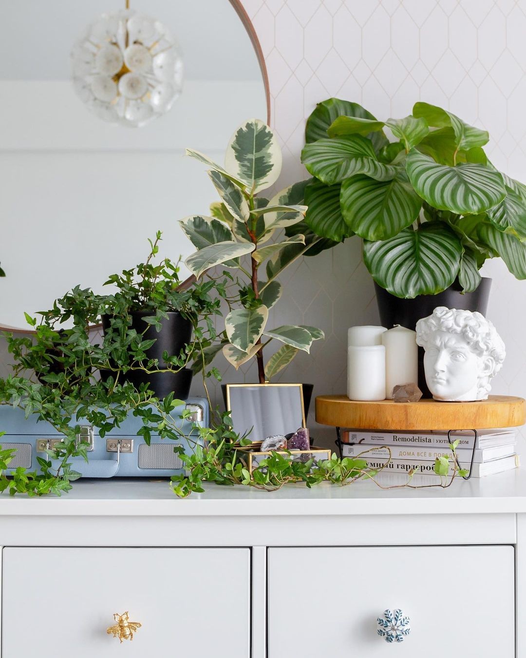 plantas para apartamento pet friendly