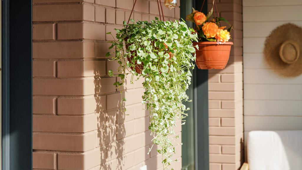 jiboia vs filodendro para apartamento pequeno