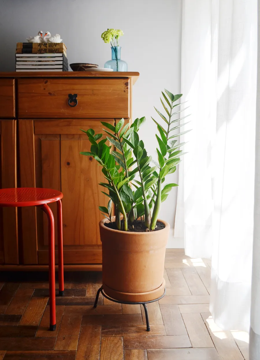 plantas para apartamento pequeno com pouca luz