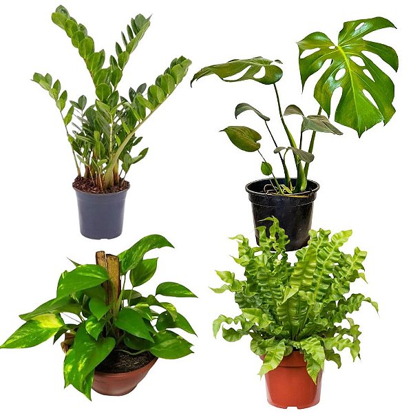 plantas para quarto de bebê que purificam o ar
