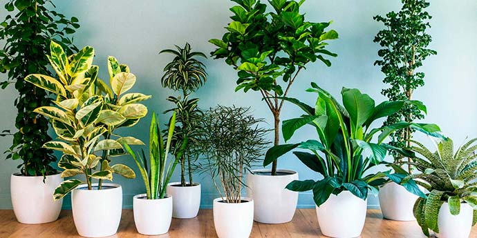 melhores plantas para sala pequena com pouca luz