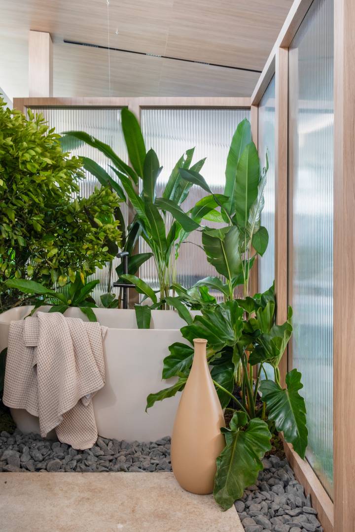 zamioculca vs espada de sao jorge qual escolher