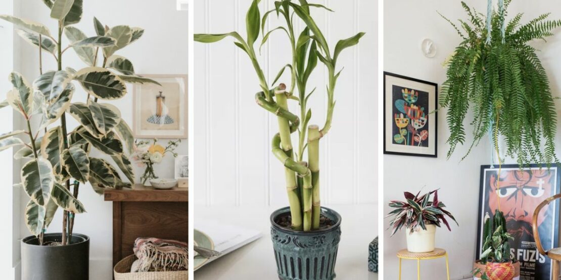 melhores plantas para entrada de casa