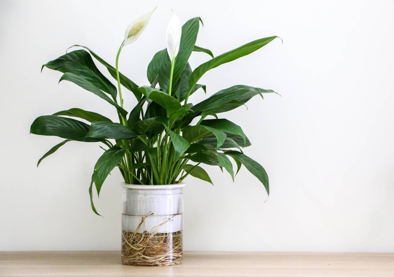 plantas para quarto feng shui