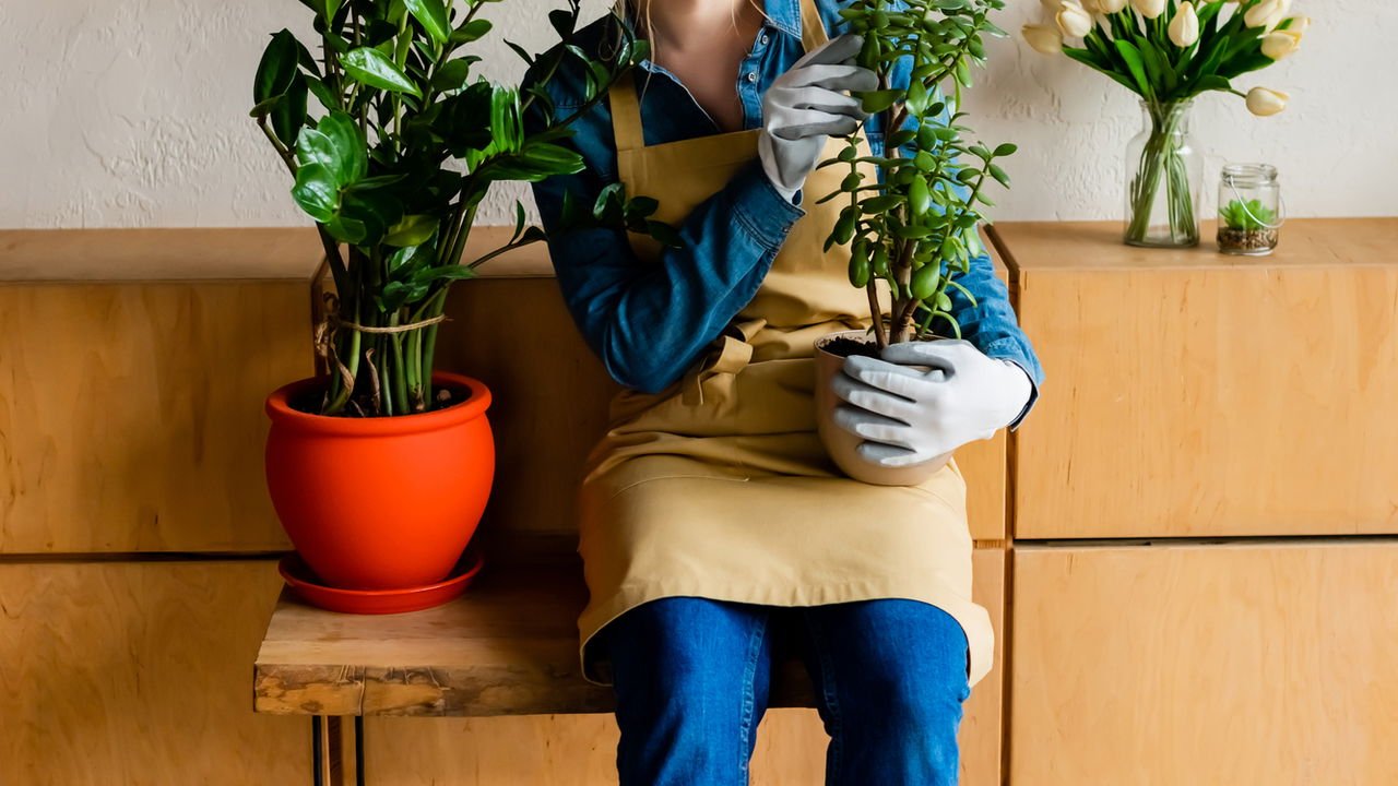 plantas para purificar o ambiente