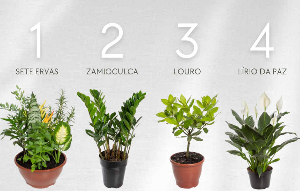 plantas para proteção energética