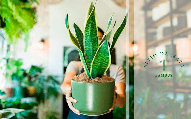 plantas para harmonizar o lar