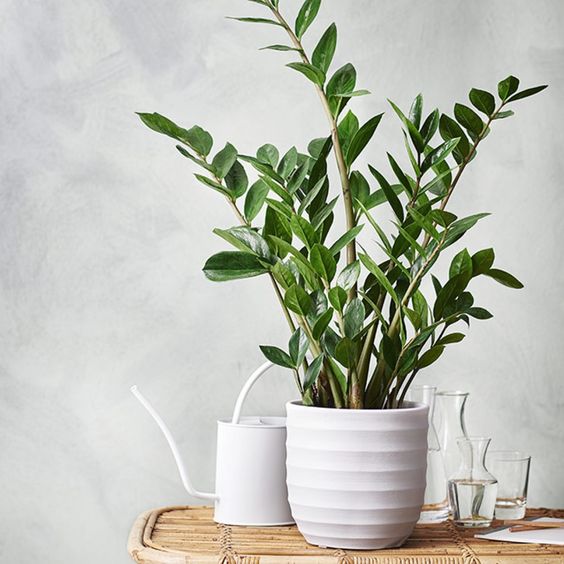 plantas feng shui para casa