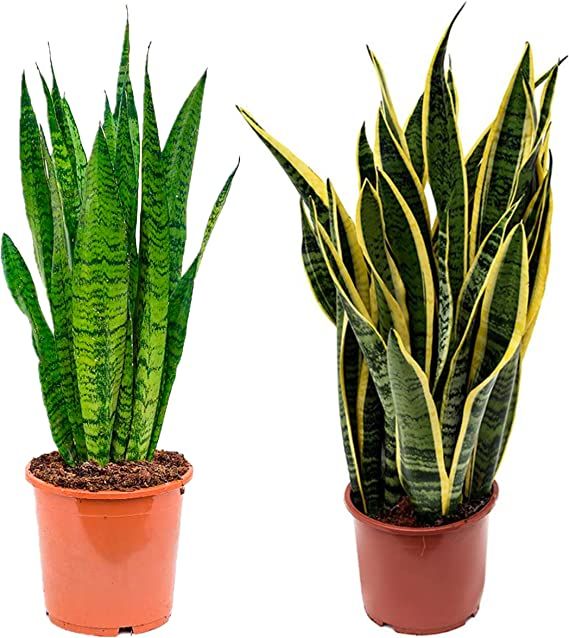 plantas para atrair boas vibrações