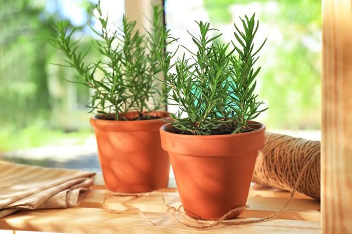 plantas para energizar ambientes
