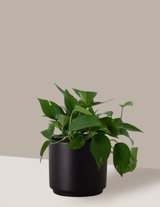 como cuidar de jiboia em banheiro sem luz natural