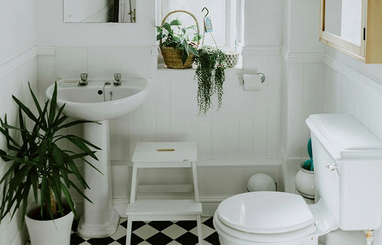 zamioculca vs espada de sao jorge para banheiro