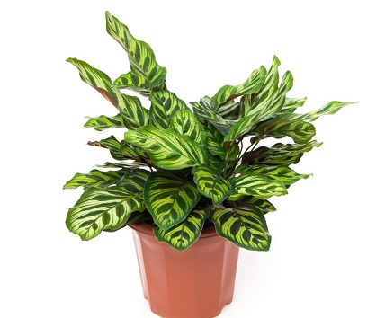 zamioculca vs espada de sao jorge para banheiro