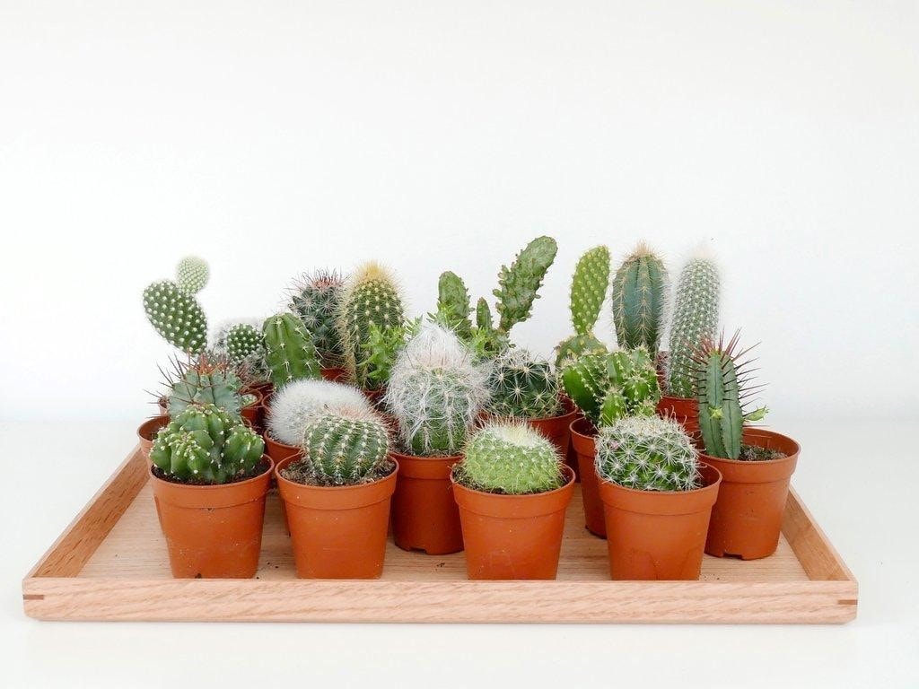 quanto custa ter plantas no banheiro pequeno