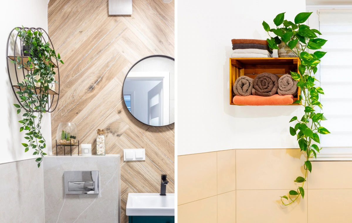 melhores plantas para banheiro pequeno com pouca luz