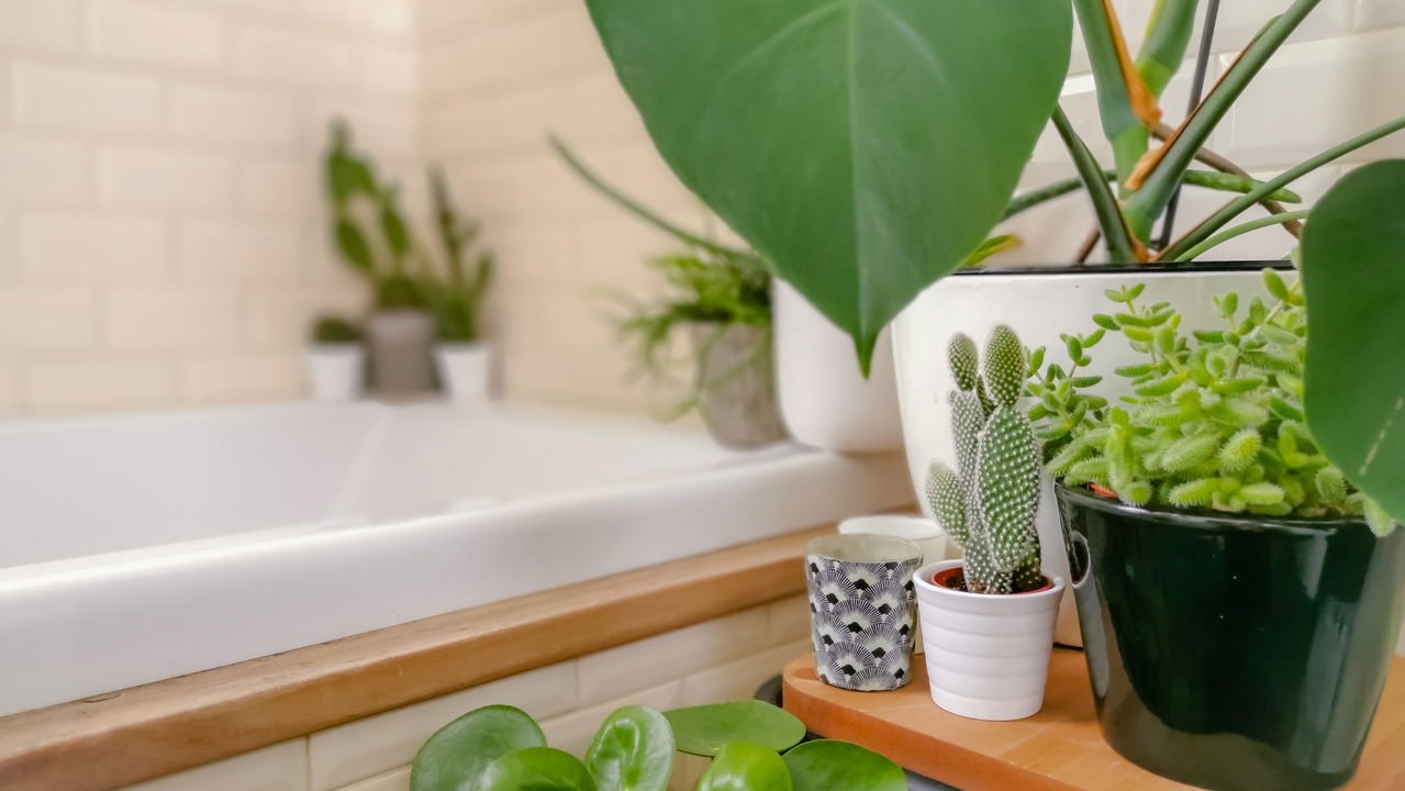 peperomia vs jiboia para banheiro pequeno