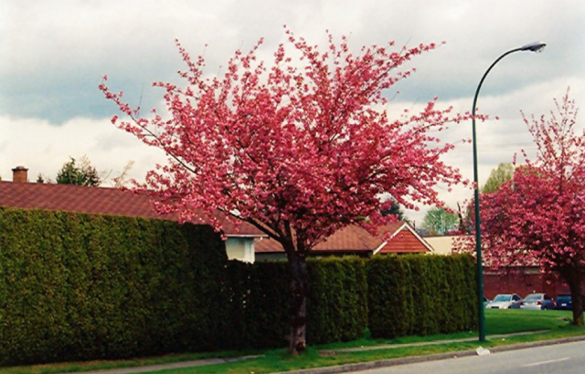 arbustos de baixa manutenção para frente de casa