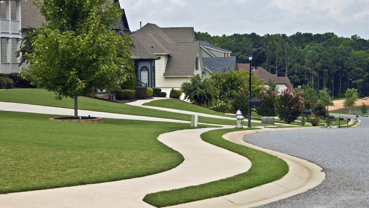 espécies de árvores com raízes profundas para áreas urbanas