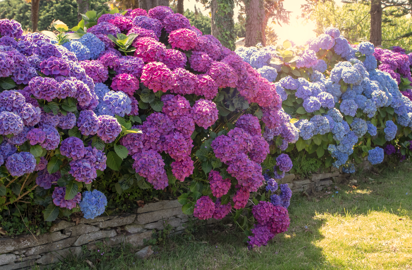 arbustos de baixa manutenção para frente de casa
