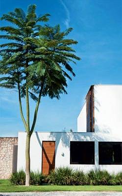 árvores de pequeno porte para calçadas com fiação elétrica