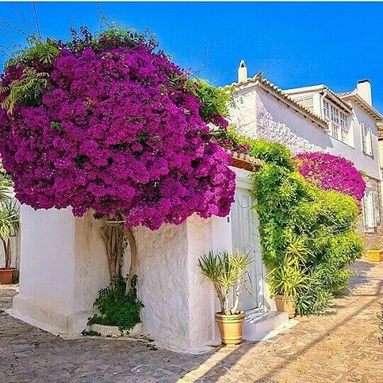plantas para calçadas estreitas