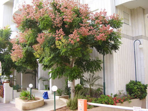 árvores de pequeno porte para calçadas