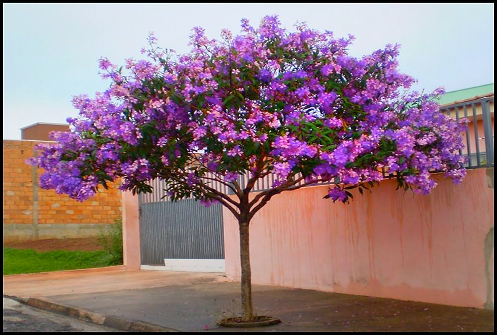 plantas com raízes não agressivas para calçadas