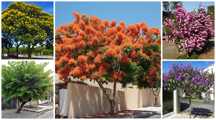 árvores que não danificam o piso da calçada